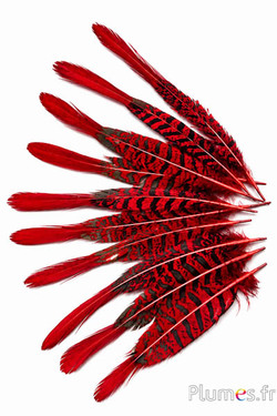 Fasan Lady Armherst - 20-23 cm - rot-schwarz
